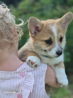 Les chiots de Welsh Corgi Pembroke