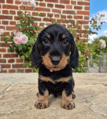 Les chiots de Teckel poil dur