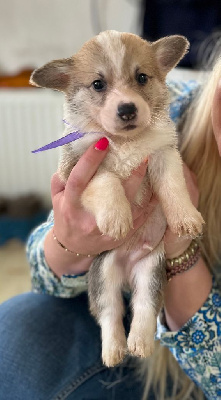 Les chiots de Welsh Corgi Pembroke