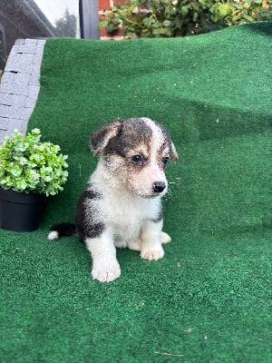 Les chiots de Welsh Corgi Pembroke