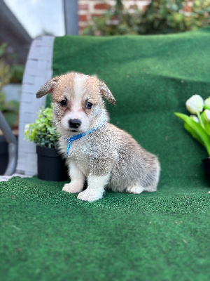 Les chiots de Welsh Corgi Pembroke