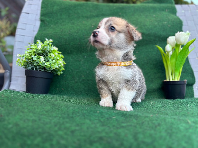 Les chiots de Welsh Corgi Pembroke