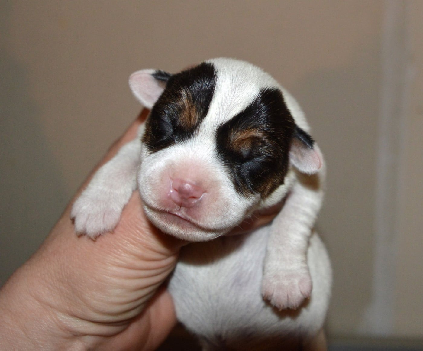 Volnay Du Jardin D'inuko