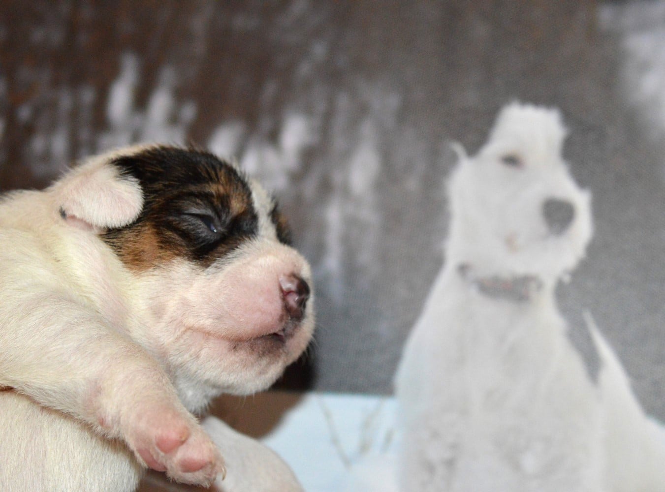 Volnay Du Jardin D'inuko