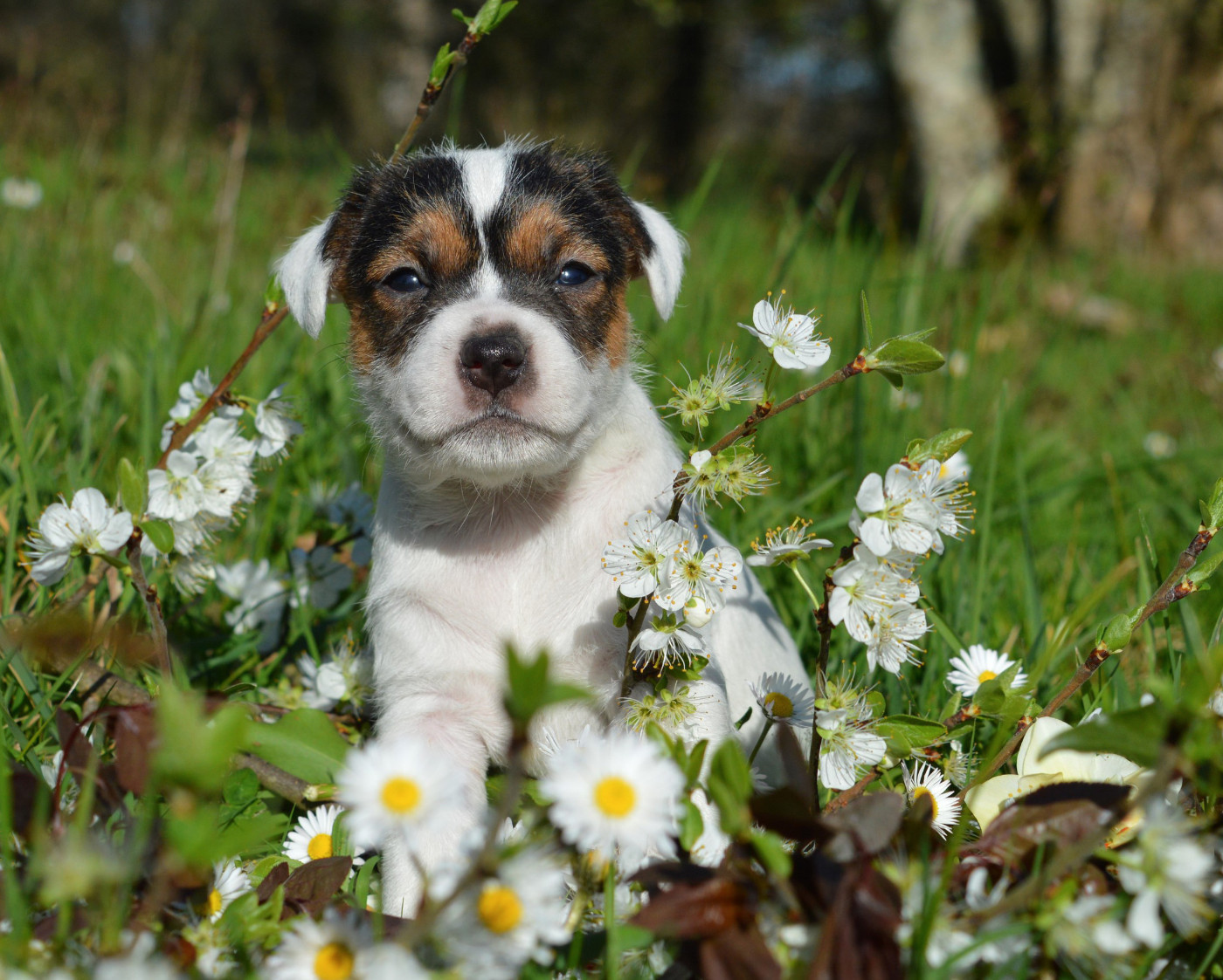 Volnay Du Jardin D'inuko