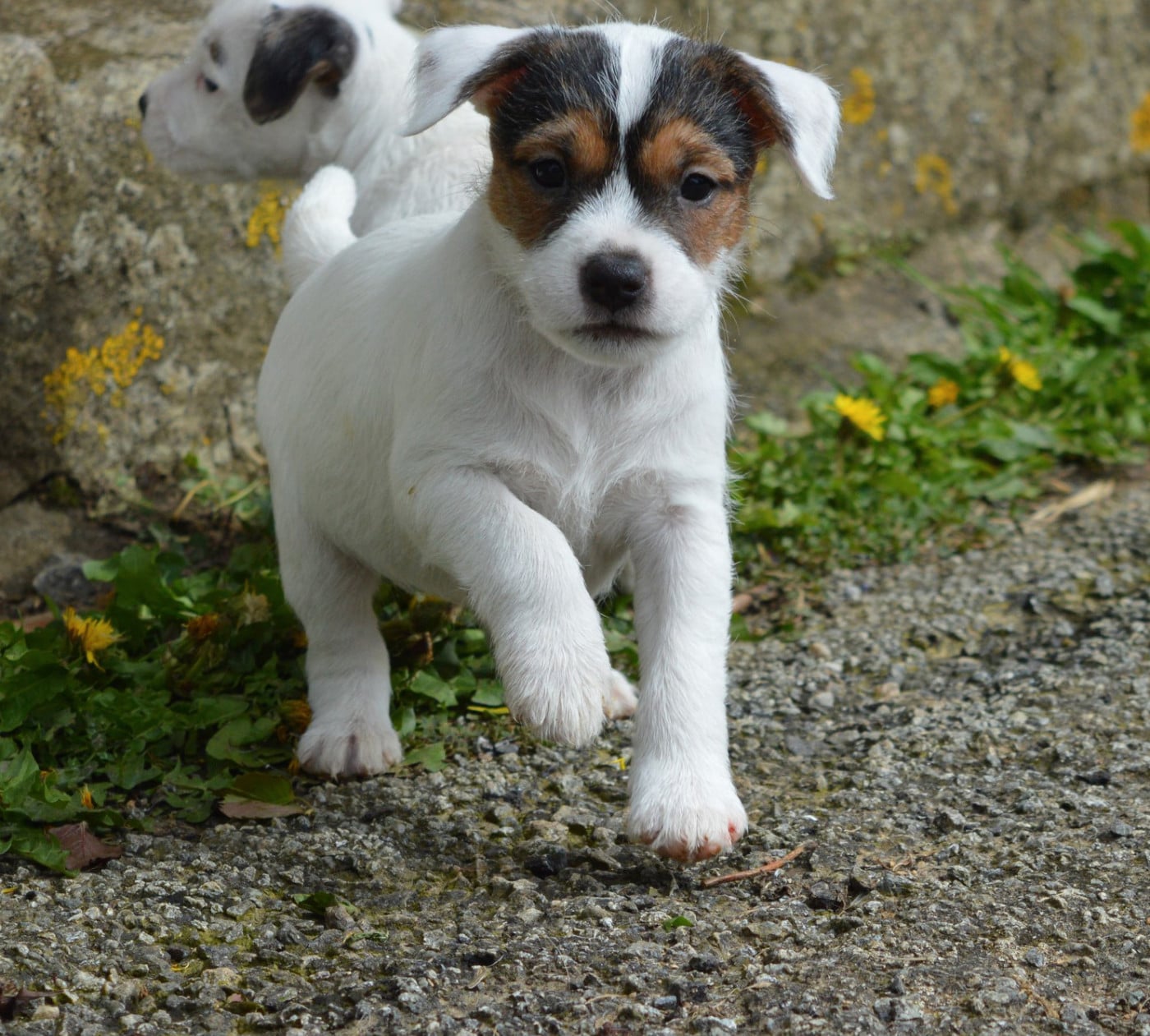 Volnay Du Jardin D'inuko