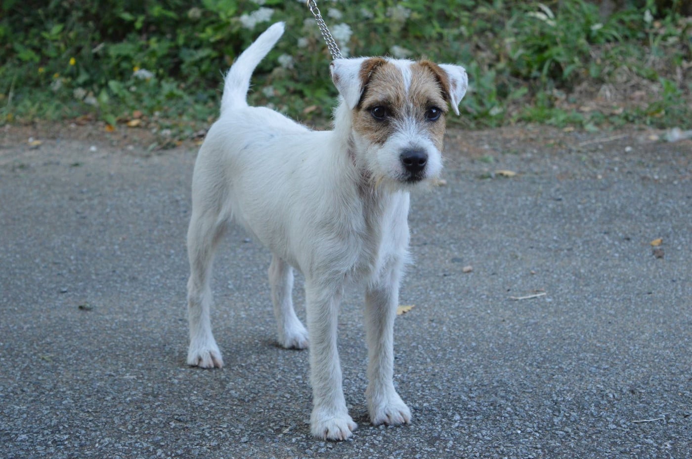 Volnay Du Jardin D'inuko