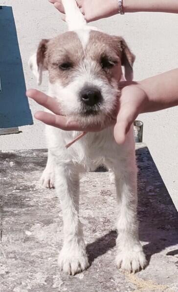 Volnay Du Jardin D'inuko