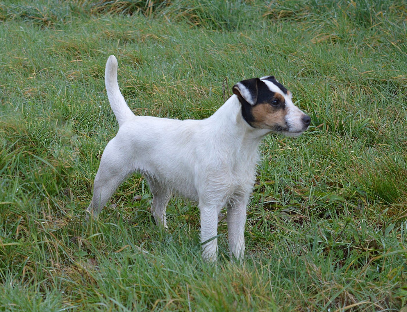 Venus 1ere a eclairerlanuit Du Jardin D'inuko