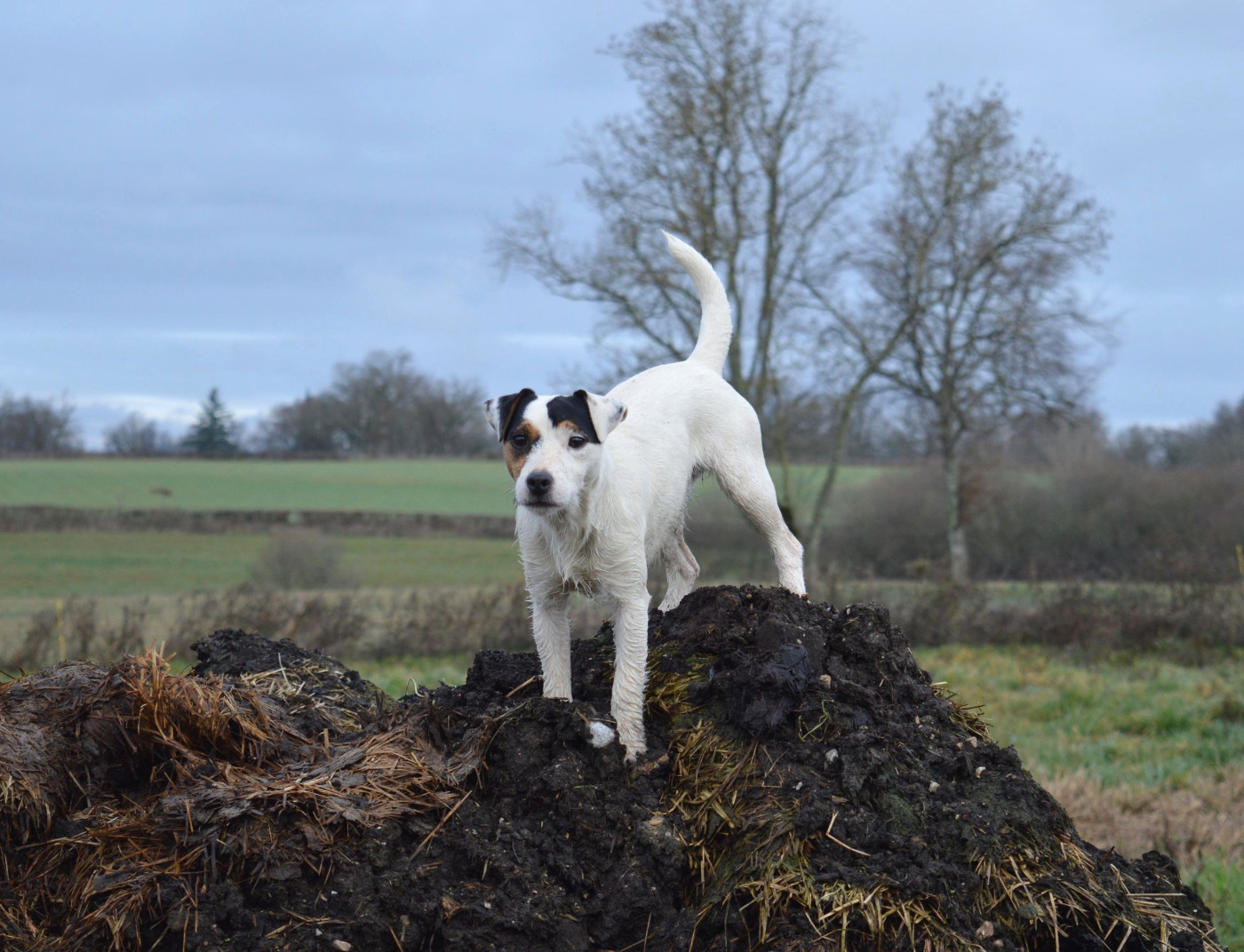 Venus 1ere a eclairerlanuit Du Jardin D'inuko