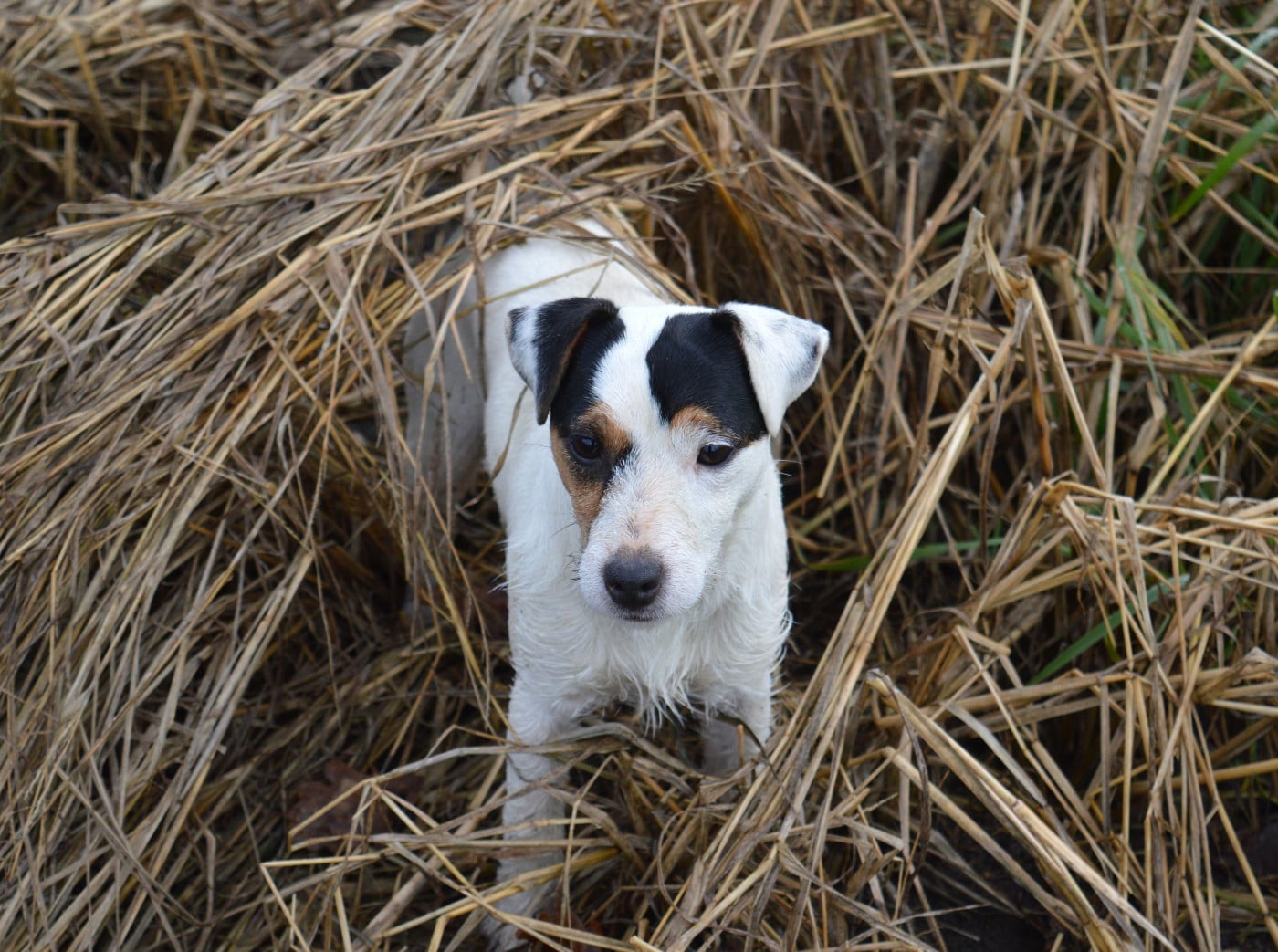 Venus 1ere a eclairerlanuit Du Jardin D'inuko