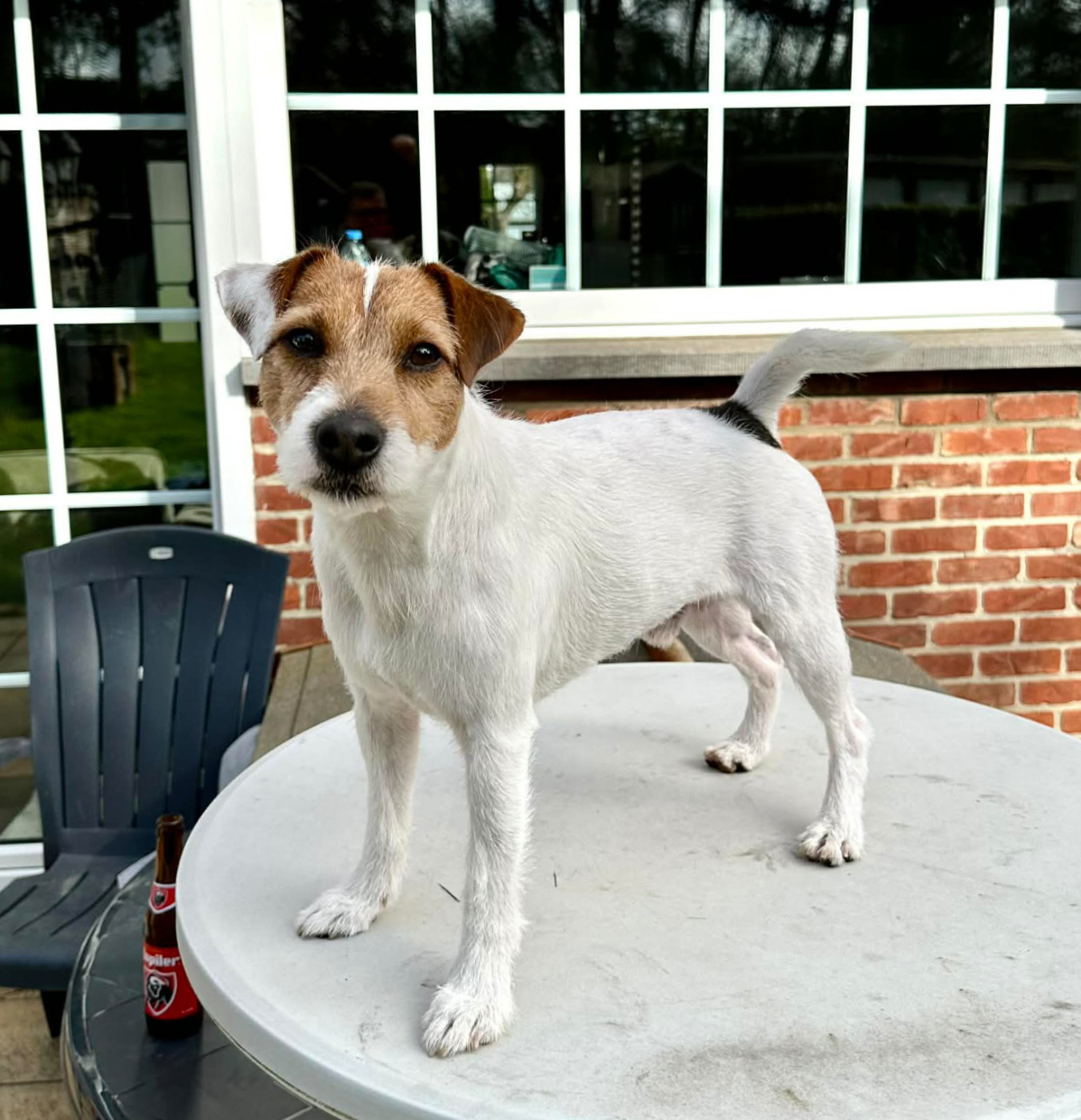 U'Tatanka Du Jardin D'inuko