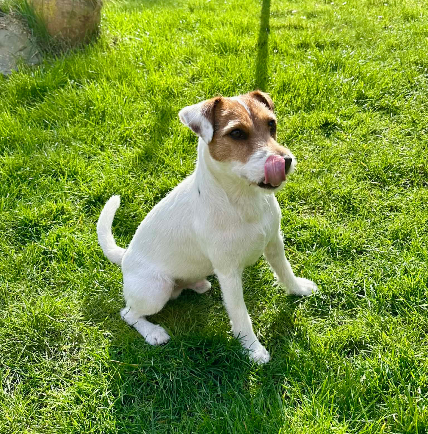 U'Tatanka Du Jardin D'inuko