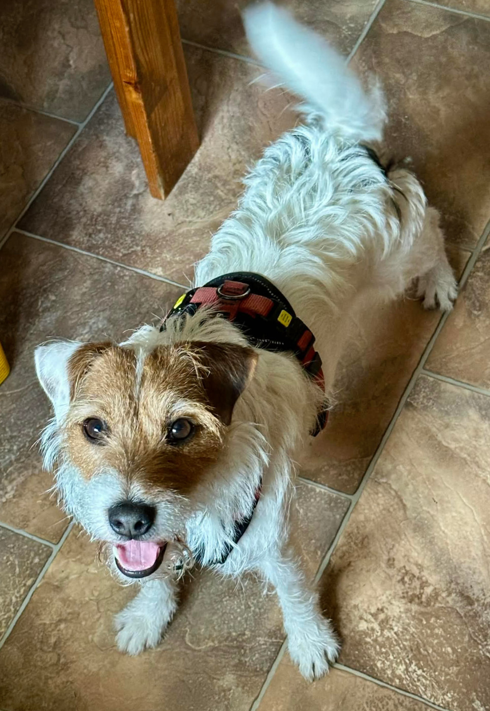 U'Tatanka Du Jardin D'inuko