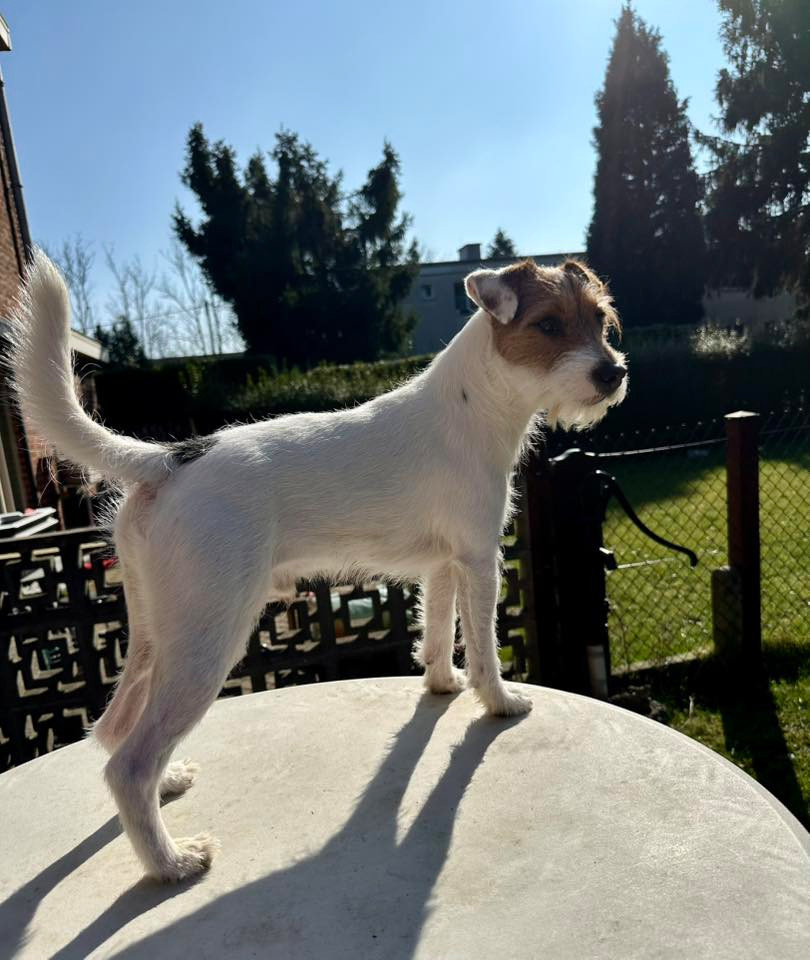 U'Tatanka Du Jardin D'inuko