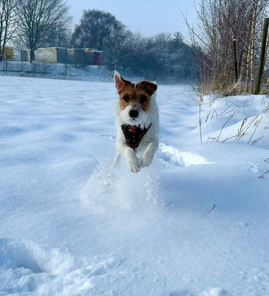 U'Tatanka Du Jardin D'inuko