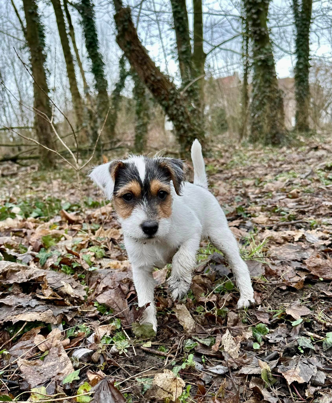 U'Tatanka Du Jardin D'inuko