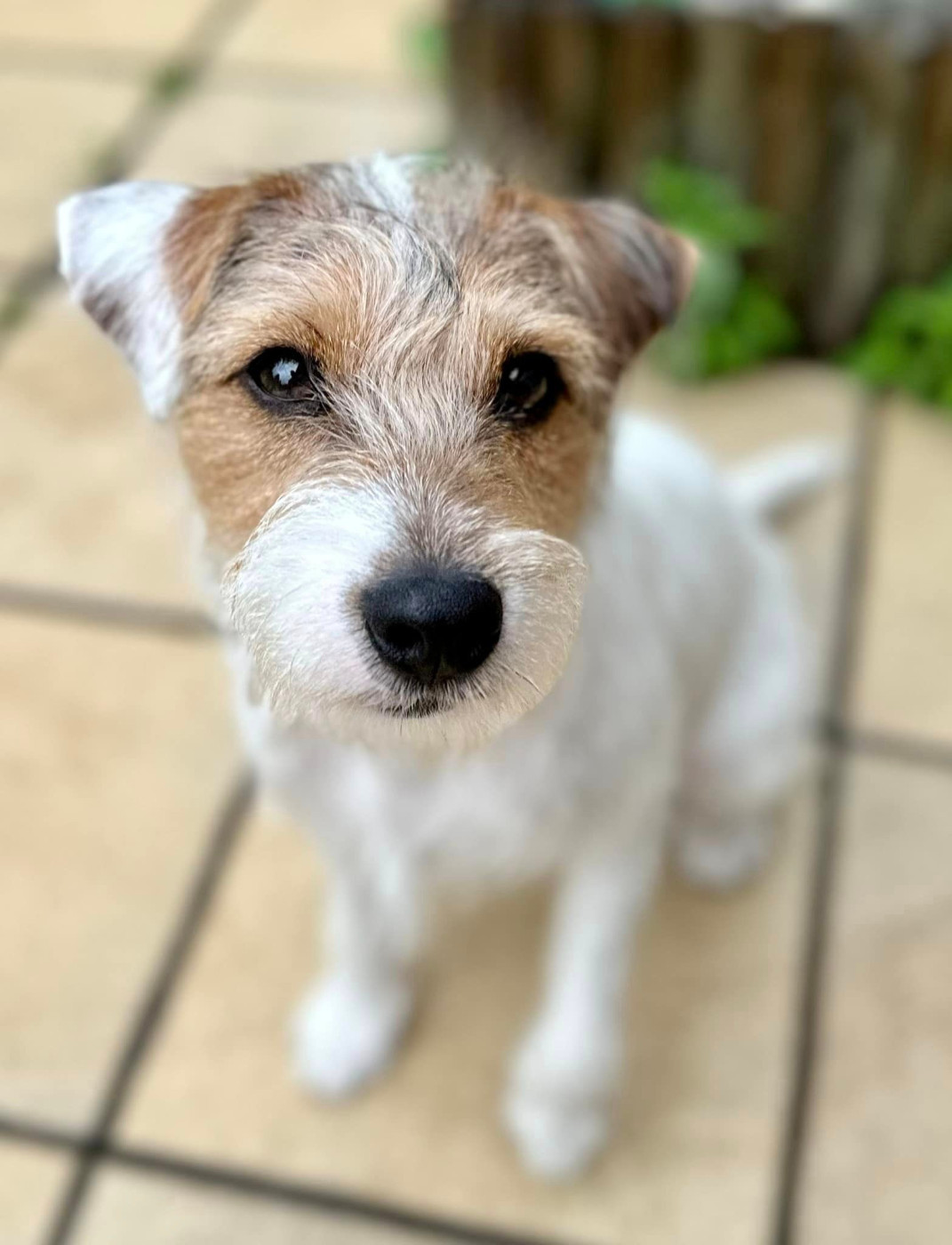 U'Tatanka Du Jardin D'inuko