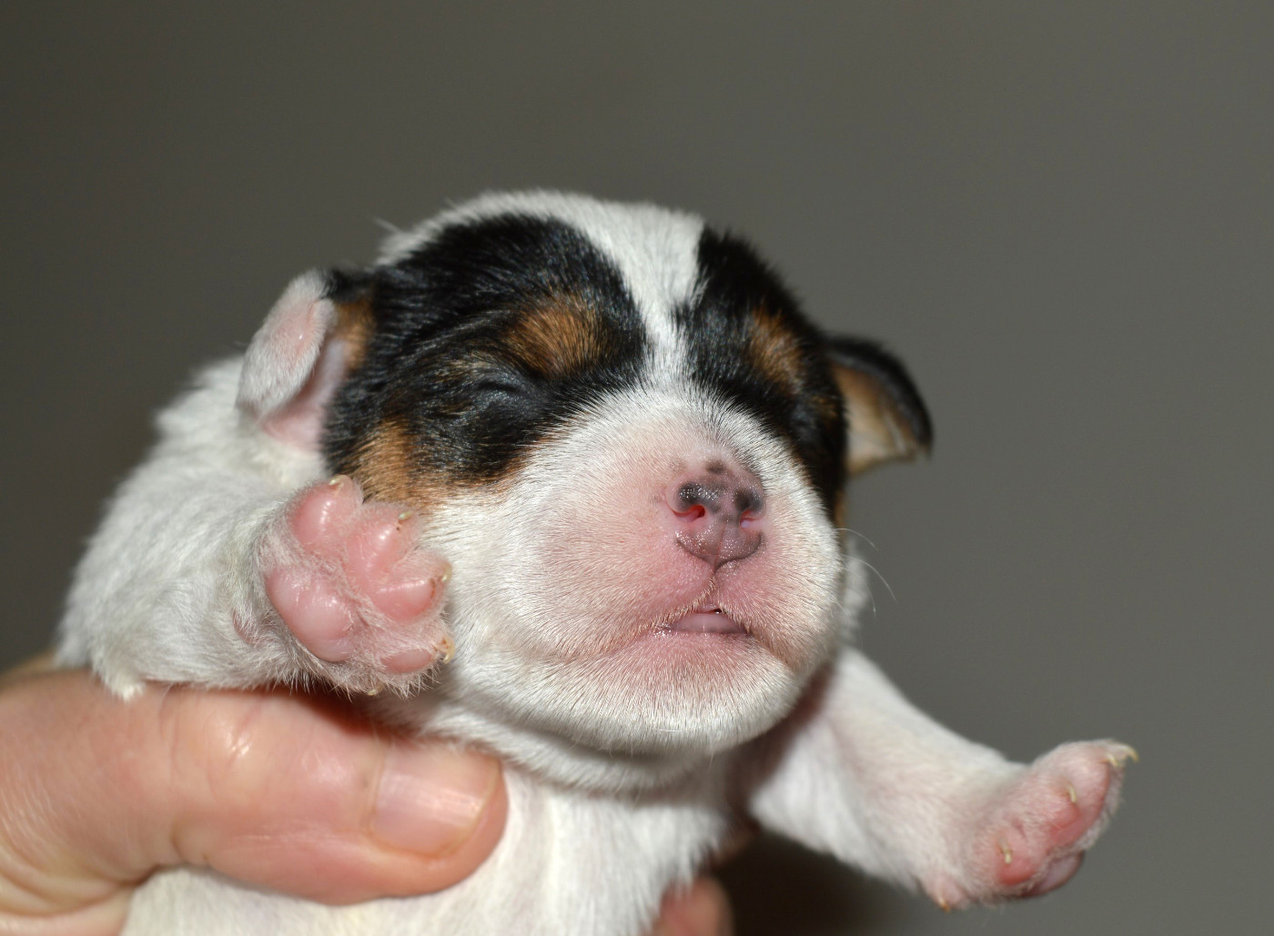 U'Tatanka Du Jardin D'inuko