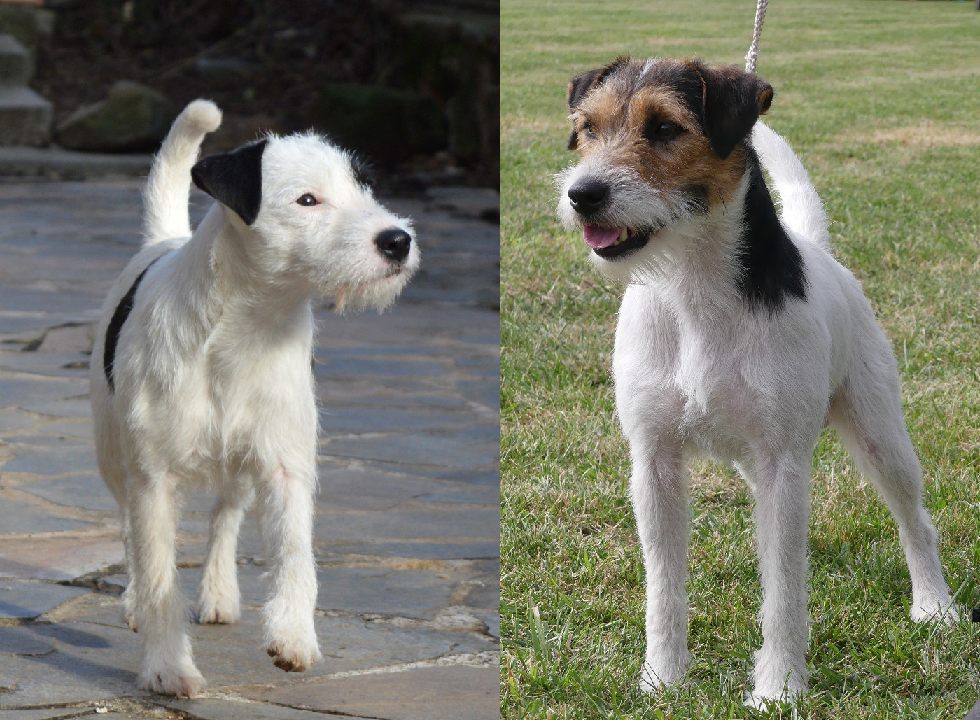 U'Tatanka Du Jardin D'inuko