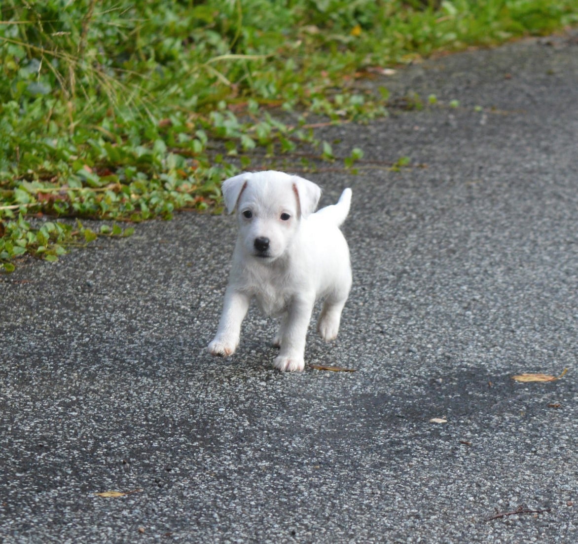 Up Du Jardin D'inuko