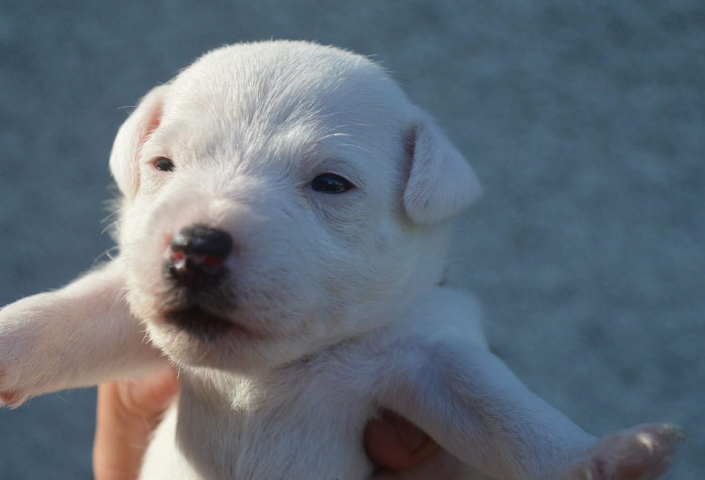 Up Du Jardin D'inuko