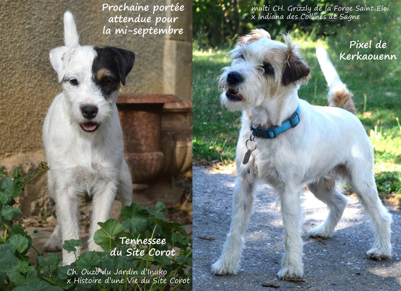 Up Du Jardin D'inuko