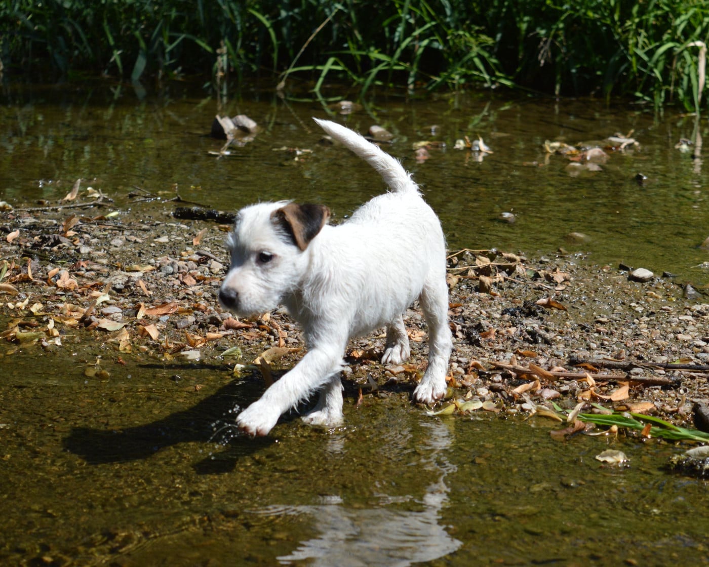 Chiot Parson Russell Terrier