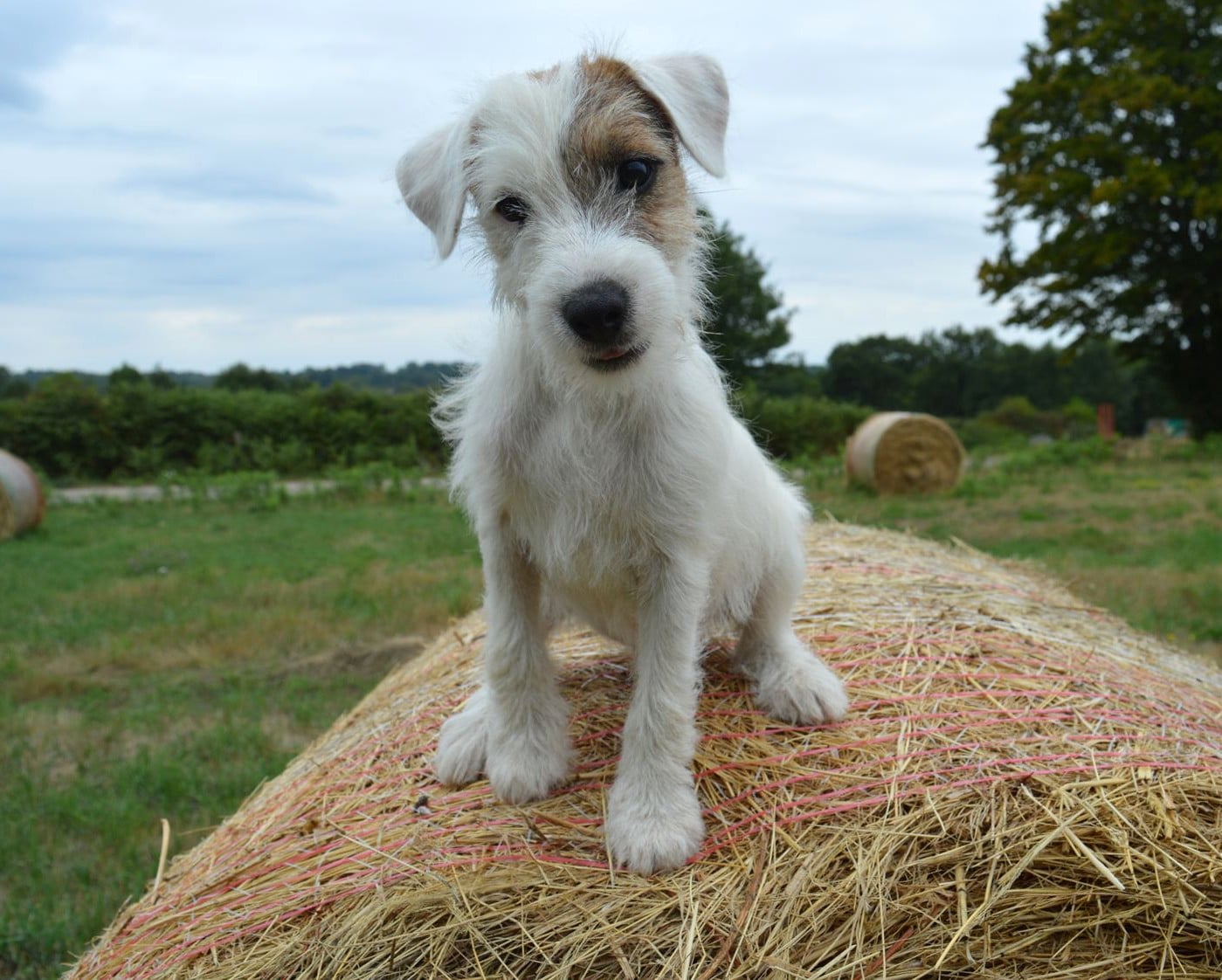 Parson Russell Terrier - Du Jardin D'inuko