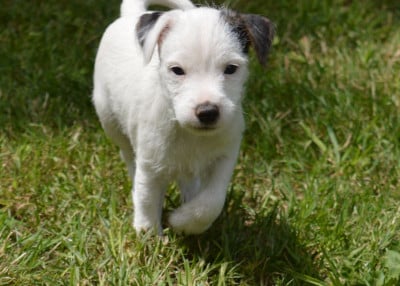 Parson Russell Terrier