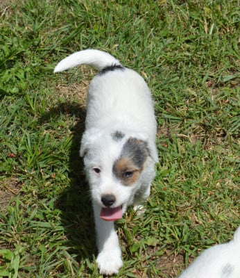 Billy The Kid - Parson Russell Terrier