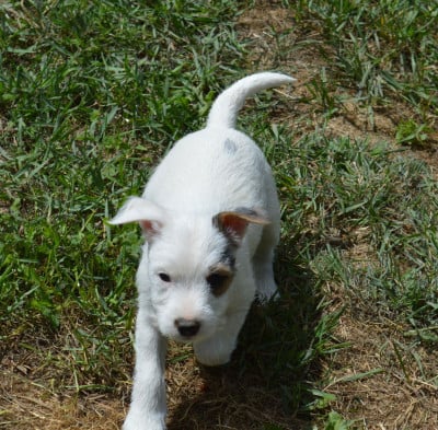 Beijin - Parson Russell Terrier