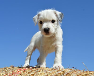 Les chiots de Parson Russell Terrier