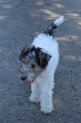 Les chiots de Fox Terrier Poil Dur