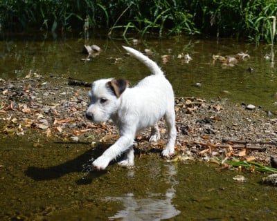 Les chiots de Parson Russell Terrier