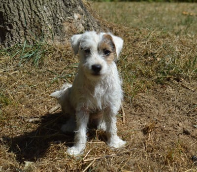 Les chiots de Parson Russell Terrier