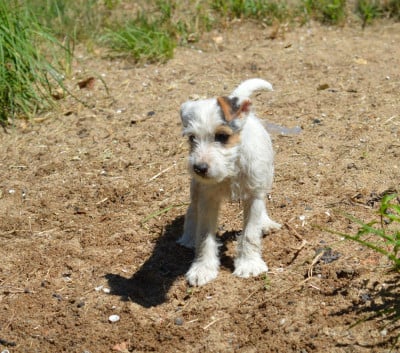 Les chiots de Parson Russell Terrier
