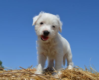 Les chiots de Parson Russell Terrier