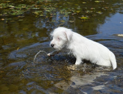 Les chiots de Parson Russell Terrier