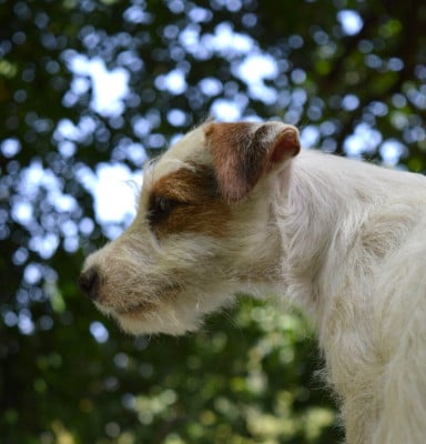 Les chiots de Parson Russell Terrier
