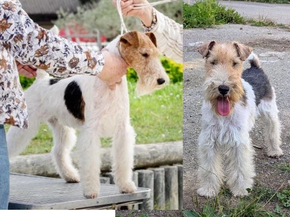 Fox Terrier Poil Dur - Du Jardin D'inuko
