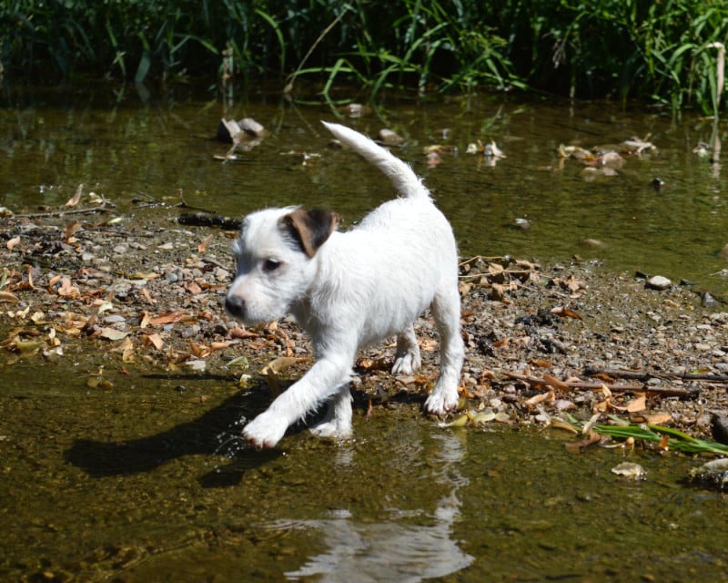 Parson Russell Terrier - Du Jardin D'inuko