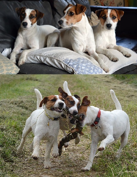 Accueil Elevage Du Jardin D Inuko Eleveur De Chiens Parson Russell Terrier