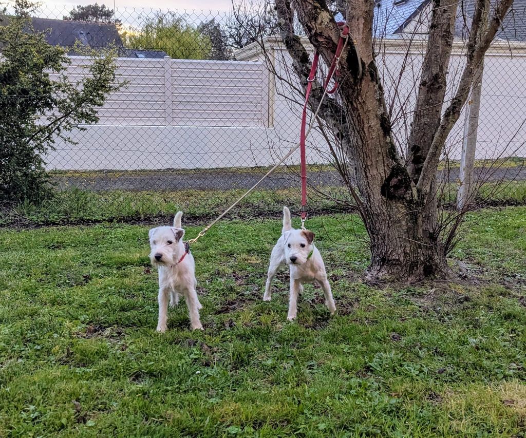 Umezo (dit mezzo) Du Jardin D'inuko - 1er Exc classe ouverte, CAC, CACIB, BOS