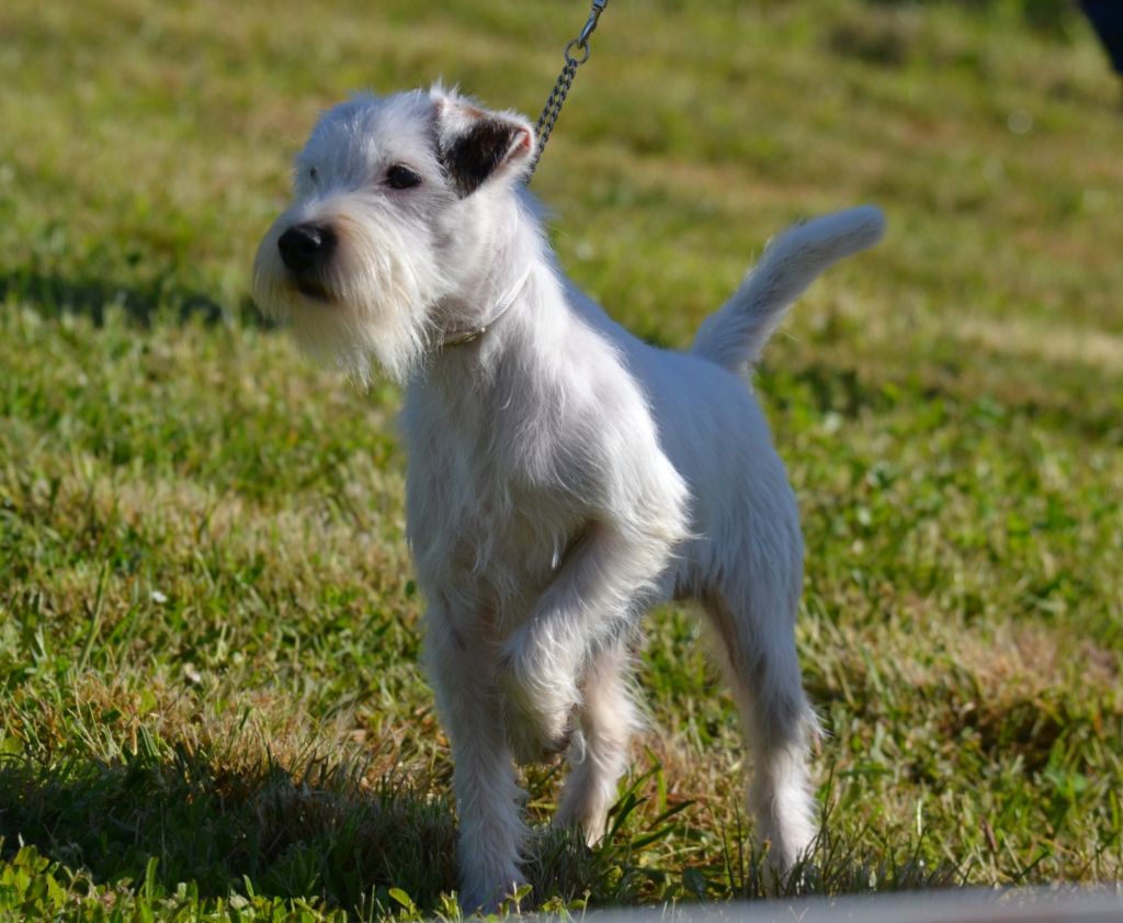 Umezo (dit mezzo) Du Jardin D'inuko - 4ème Très Bon classe Jeune