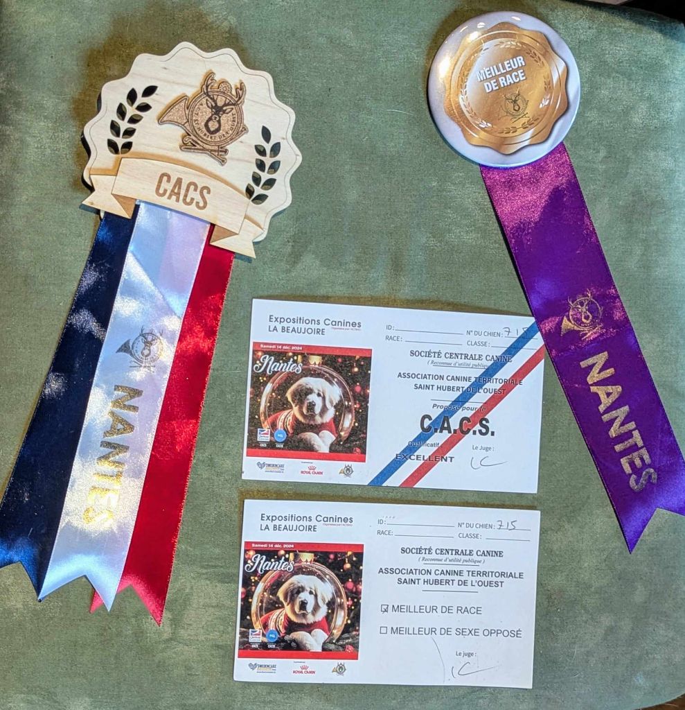 Umezo (dit mezzo) Du Jardin D'inuko - CACS et Meilleur de Race (BOB)