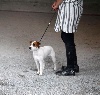 CH. Luna Du Jardin D'inuko - 1er Très Prometteur, Meilleur Puppy Terrier Révérend Russell