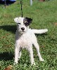 Tennessee Du site corot - 1er Excellent classe puppy, Meilleur Puppy