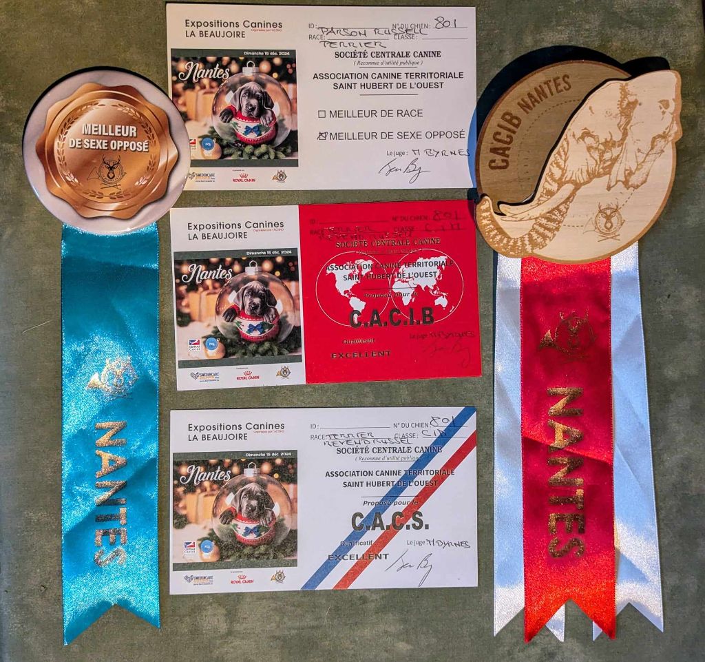 Umezo (dit mezzo) Du Jardin D'inuko - CACIB, CACS et meilleur de sexe opposé (BOS)