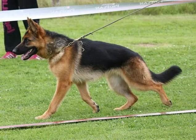 Ibis Du manoir de montgommery - Très Prometteur en Classe Junior